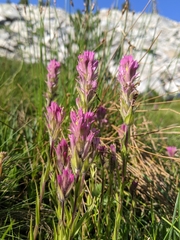 Castilleja lemmonii
