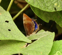 Arhopala madytus