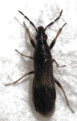 Maoricoris benefactor