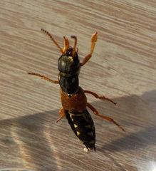 Staphylinus caesareus