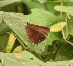 Arhopala madytus