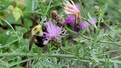 Bombus griseocollis