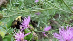 Bombus griseocollis