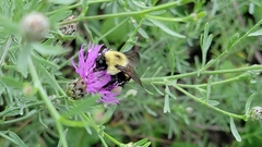 Bombus griseocollis
