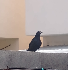 Quiscalus mexicanus