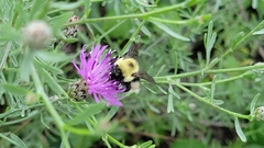 Bombus griseocollis