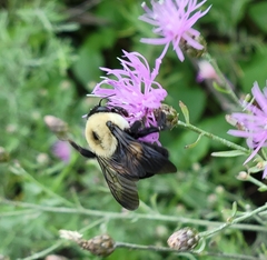 Bombus griseocollis