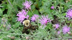 Bombus griseocollis