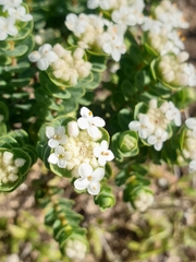Pimelea flava dichotoma