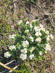 Pimelea flava dichotoma
