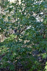 Aesculus glabra arguta