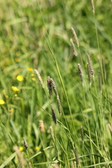 Alopecurus pratensis