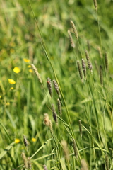 Alopecurus pratensis