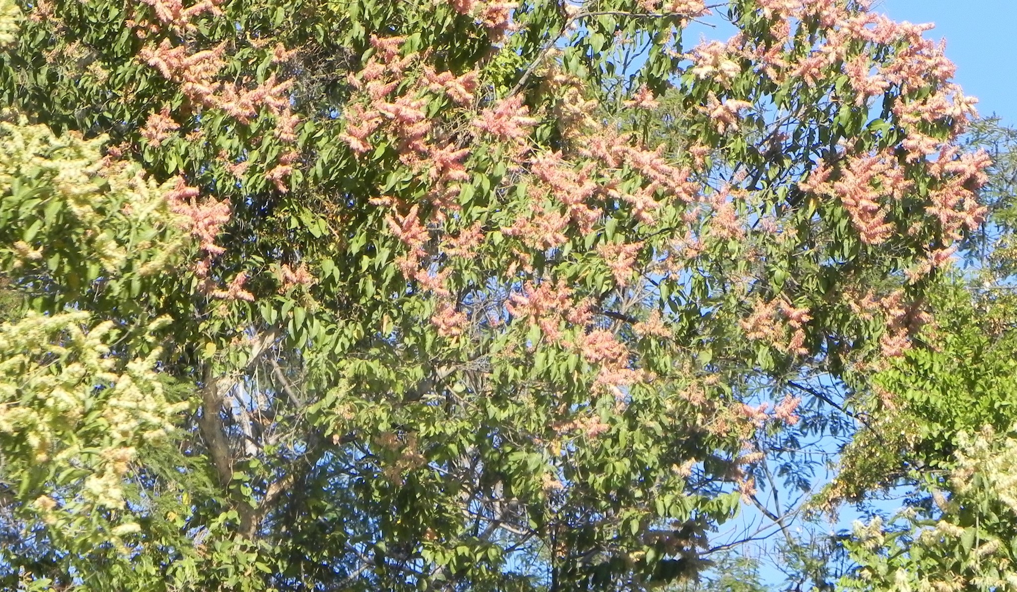 Triplaris gardneriana