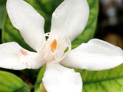 Wrightia antidysenterica