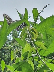 Ideopsis vulgaris
