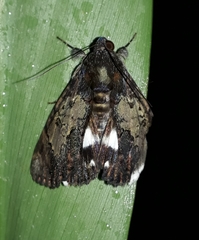 Catephia linteola