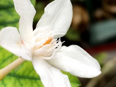 Wrightia antidysenterica