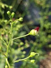 Scrophularia desertorum