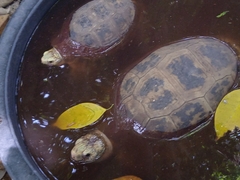 Indotestudo elongata