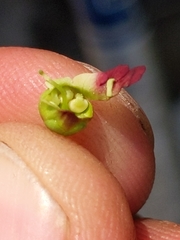 Scrophularia desertorum
