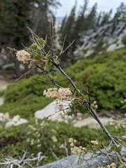 Holodiscus discolor microphyllus