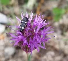 Acmaeodera alpina