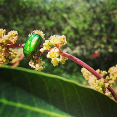 Protaetia cuprea ignicollis