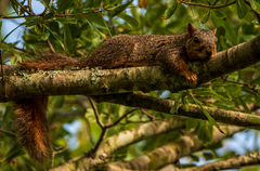 Sciurus niger subauratus