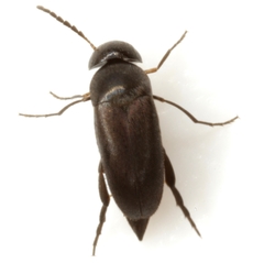 Isotrilophus erraticus