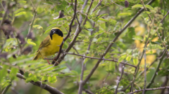 Geothlypis flavovelata