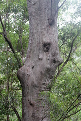 Eucalyptus acmenoides