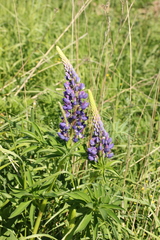 Lupinus polyphyllus