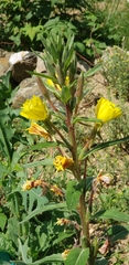 Oenothera rubricaulis