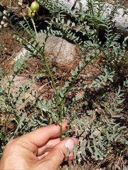 Astragalus bolanderi