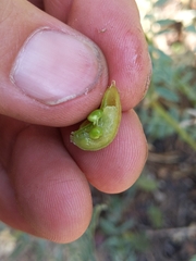 Astragalus bolanderi