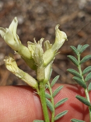 Astragalus bolanderi