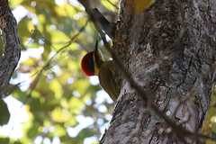 Piculus chrysochloros