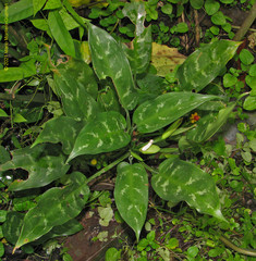 Aglaonema commutatum