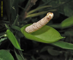 Aglaonema commutatum