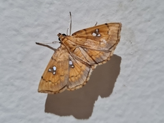 Cacographis osteolalis