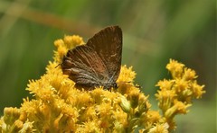 Satyrium auretorum