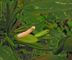 Aglaonema commutatum