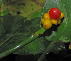 Aglaonema commutatum