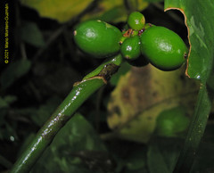 Aglaonema commutatum
