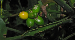 Aglaonema commutatum