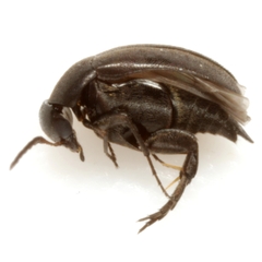 Isotrilophus erraticus
