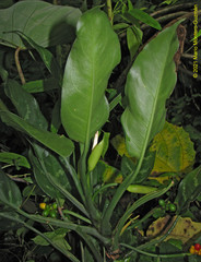 Aglaonema commutatum