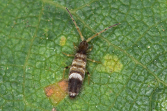 Entomobrya superba