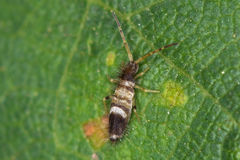 Entomobrya superba